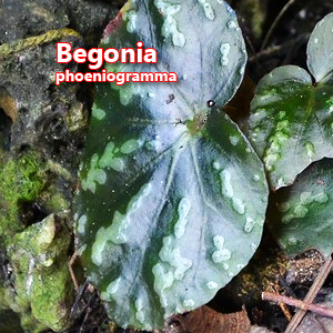 Begonia phoeniogramma 